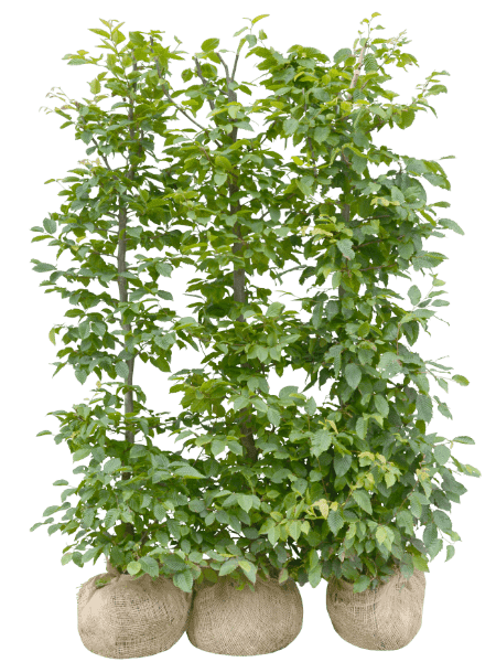 Agnbøk ferdighekk ferdig hekkplante